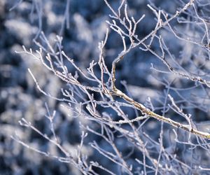 Późną jesienią i zimą Ogród Botaniczny UZ czynny krócej