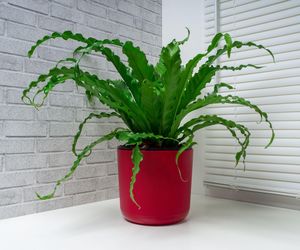 Asplenium antiquum