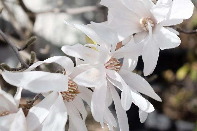 Magnolia gwiaździsta – kwitnąca gwiazda wiosennego ogrodu