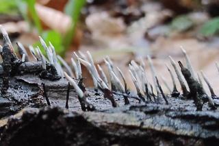 W polskich lasach spotkasz bohaterów bajki Muminki. To hatifnaty