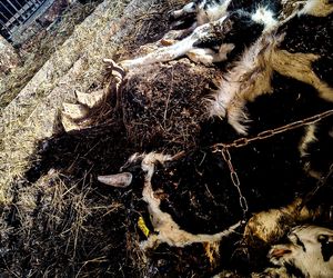 Zagłodził stado krów, a także kury