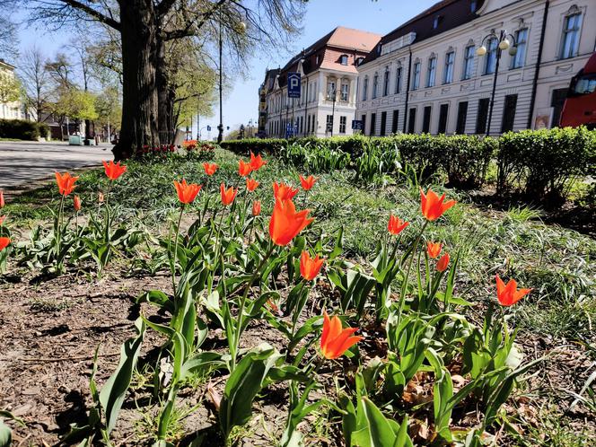 Kwiaty w centrum Szczecina