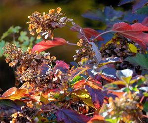Ogród Botaniczny we Wrocławiu