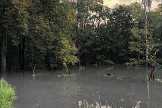 Obraz rozpaczy w Mysłowicach