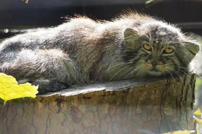 Nowy zwierzak w gdańskim zoo. Teraz „kotek” czeka na partnerkę