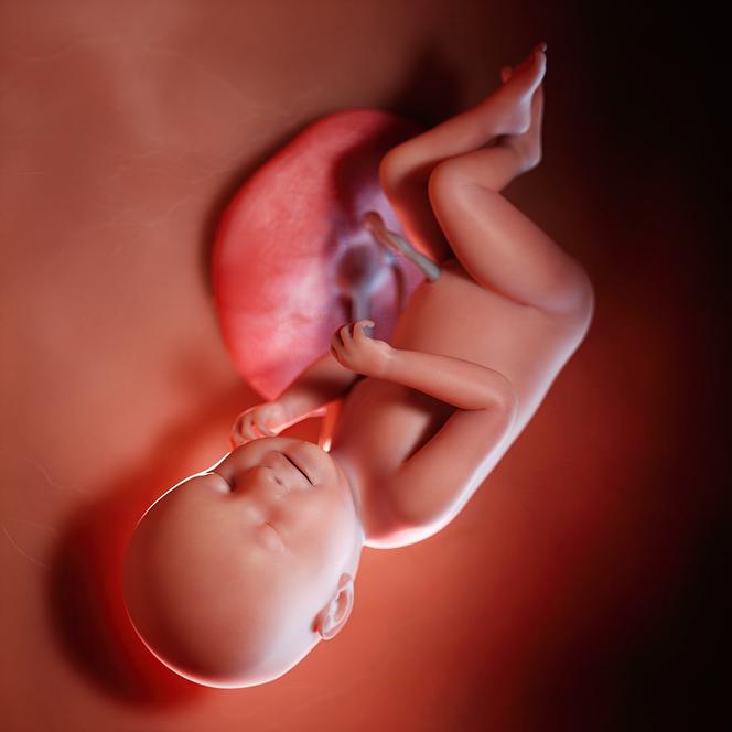 38 tydzień ciąży - płód w łonie matki