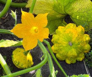 To lekkostrawne warzywo jest pełne wartości odżywczych. Idealne podczas diety