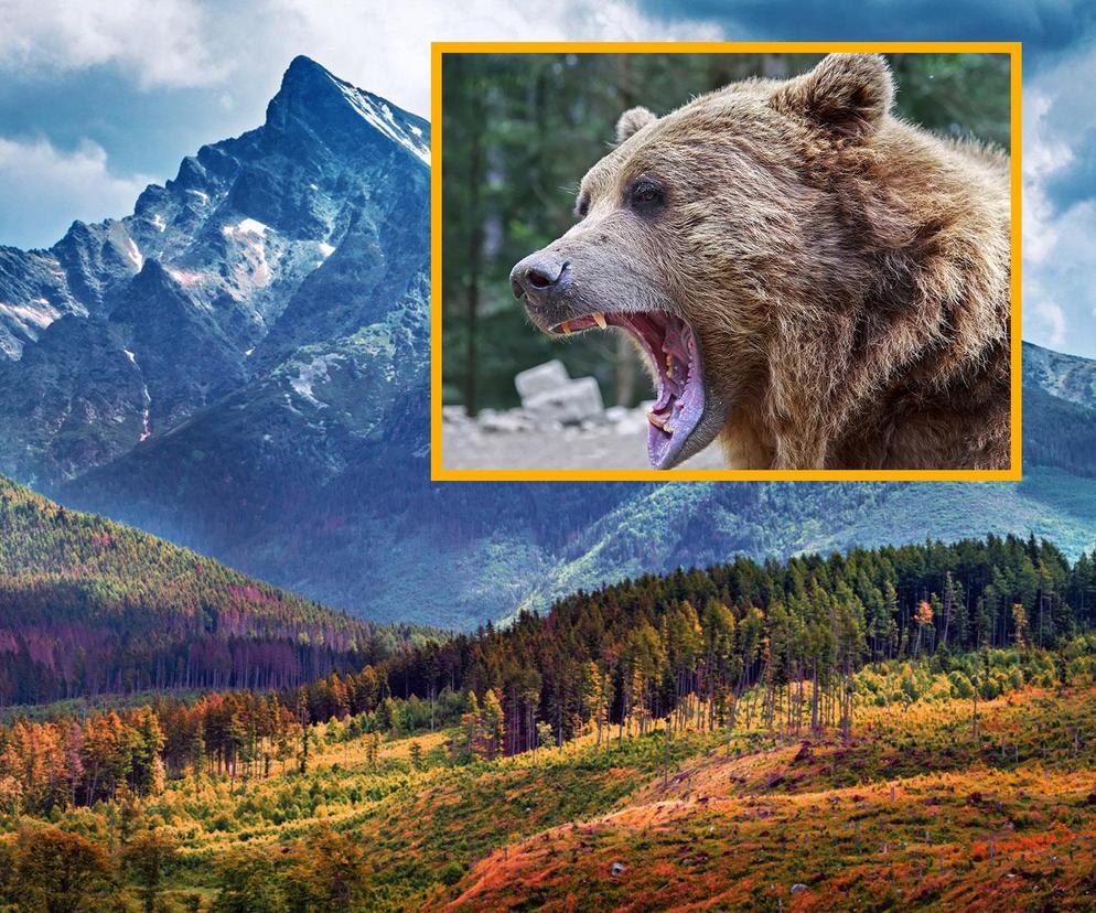 Kobieta zabita przez niedźwiedzia w Tatrach?! Mężczyzna uciekł, 31-latka znaleziona martwa