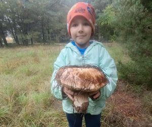 Gigantyczne grzyby w kujawsko-pomorskich lasach