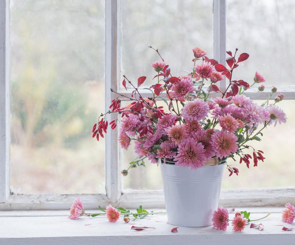 Chryztantema w wazonie