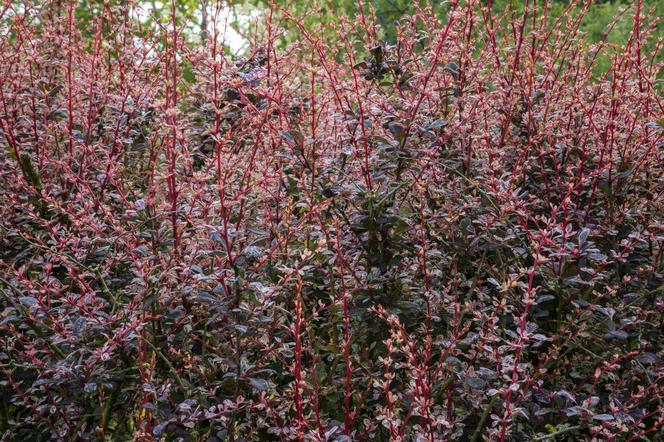 Berberys Thunberga 'Rose Glow'