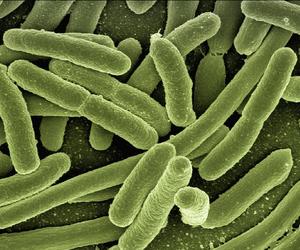 Bakterie coli w wodzie. Sanepid ostrzega przed spożywaniem