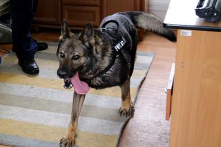 Policyjne psy podczas atestacji