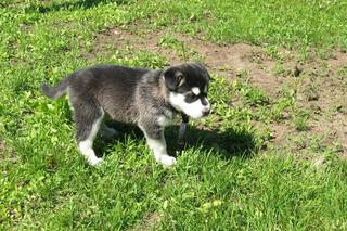 Te psy uwielbiają wspólną zabawę. Sprawdź, które rasy są najlepsze dla aktywnych [GALERIA]