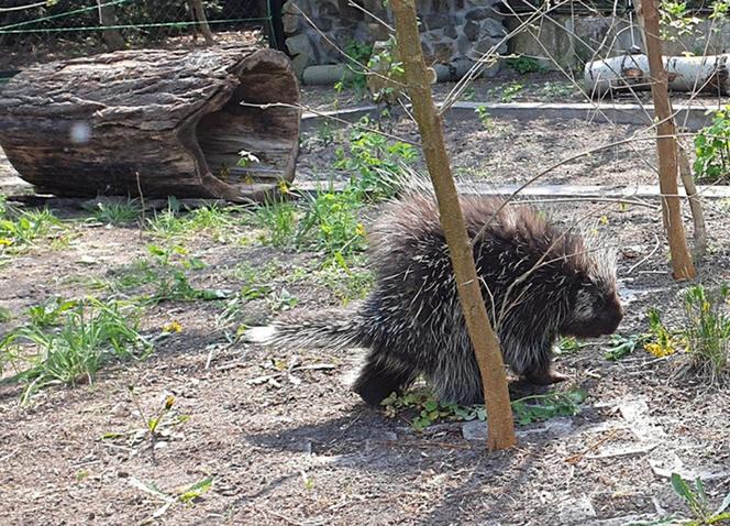 Nowy dom Wilsona. Kolczasty gryzoń dziarsko ruszył zwiedzać swoje włości