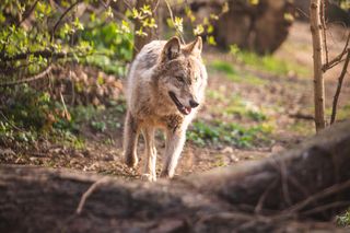 ZOO Wrocław - Wilk Miłek