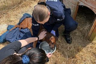 Policjanci z Goleniowa uratowali porzuconego psa