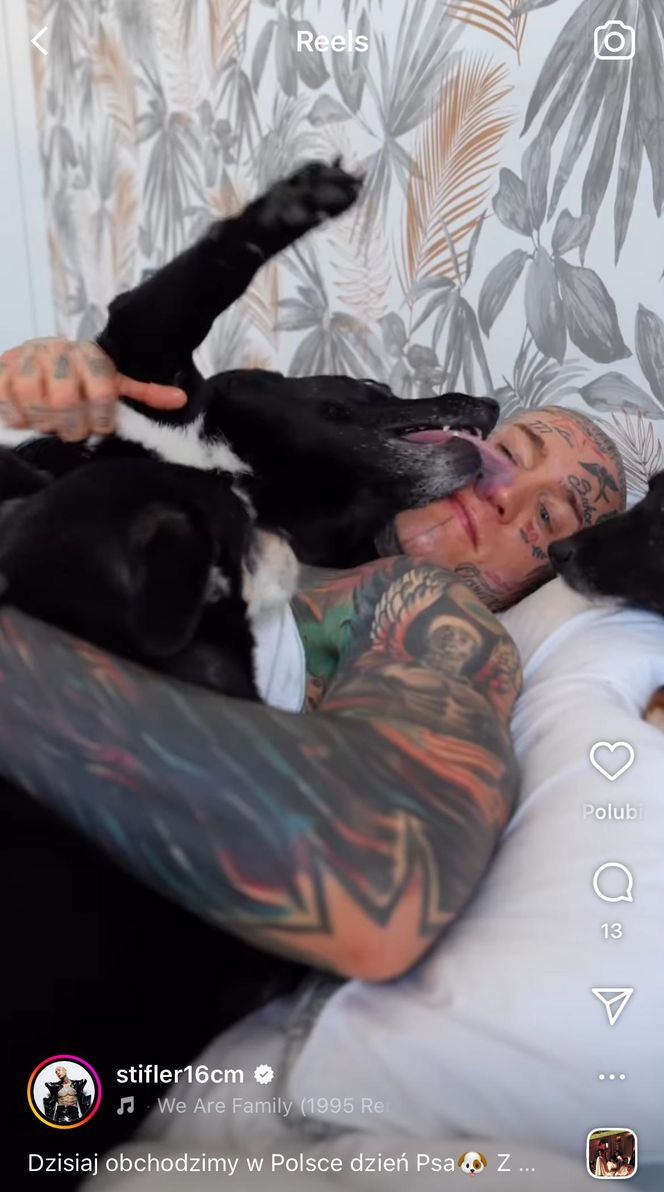 Te psy skradły serca gwiazd! Niektóre wyglądają jak z bajk