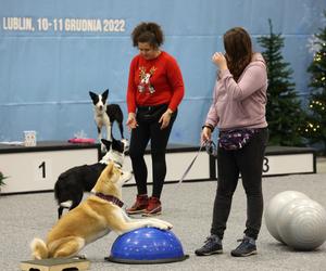 Międzynarodowa Wystawa Psów Rasowych w halach Targów Lublin