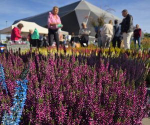 Jesienny Kiermasz Ogrodniczy w Bydgoszczy przyciągnął miłośników zieleni i smakołyków!