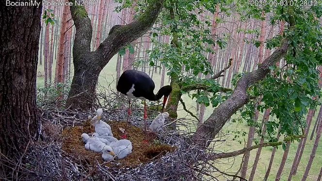 Bocian czarny wyrzucił z gniazda dwa pisklaki