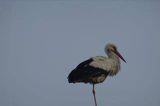 Bociany wróciły do Żywkowa