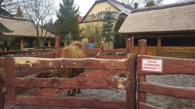 Wielbłądy we Wspólnocie Betlejem w Jaworznie 