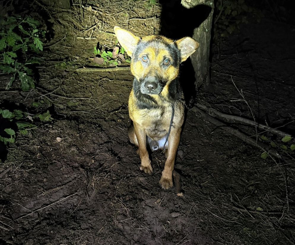 Grześ skazany na śmierć w męczarniach. Bestia przywiązała go do drzewa! Błagamy o pomoc