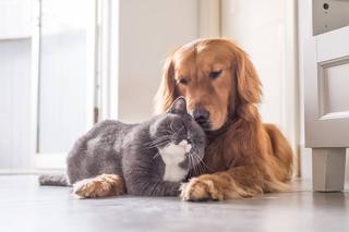 Kot  i pies  mogą żyć w przyjaźni
