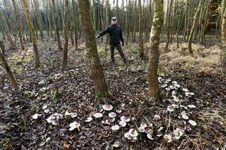 Czarcie kręgi w lesie pod Gorzowem
