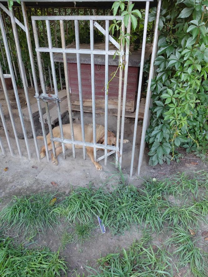 Dramatyczna interwencja Pet Patrol Rybnik. Pies konał w samotności