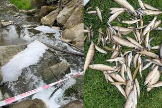 W Małopolsce doszło do skażenia dopływu Raby? Skutki są tragiczne. „Rzeka jest martwa”