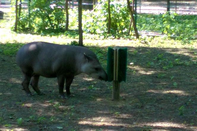 Tapir i jego czochradło