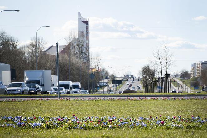 W tych miejscach w Białymstoku powstaną łąki kwietne