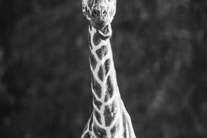 Żałoba we wrocławskim zoo. Odeszła Nala. Historia żyrafy, która skradła serca.
