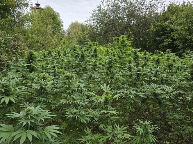 Prawie 40 kilogramów narkotyków i dwie duże plantacje. Dwaj zatrzymani w Starachowicach i gminie Brody
