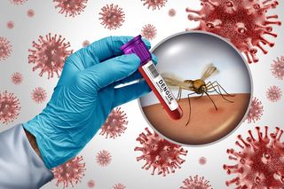 Zabójczy wirus atakuje we Włoszech! Przenoszą go komary