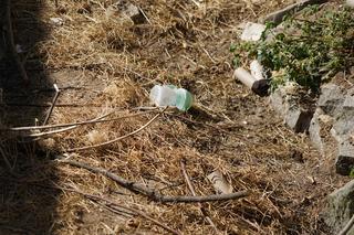 Kostka brukową rzucali w pawiany na wybiegu