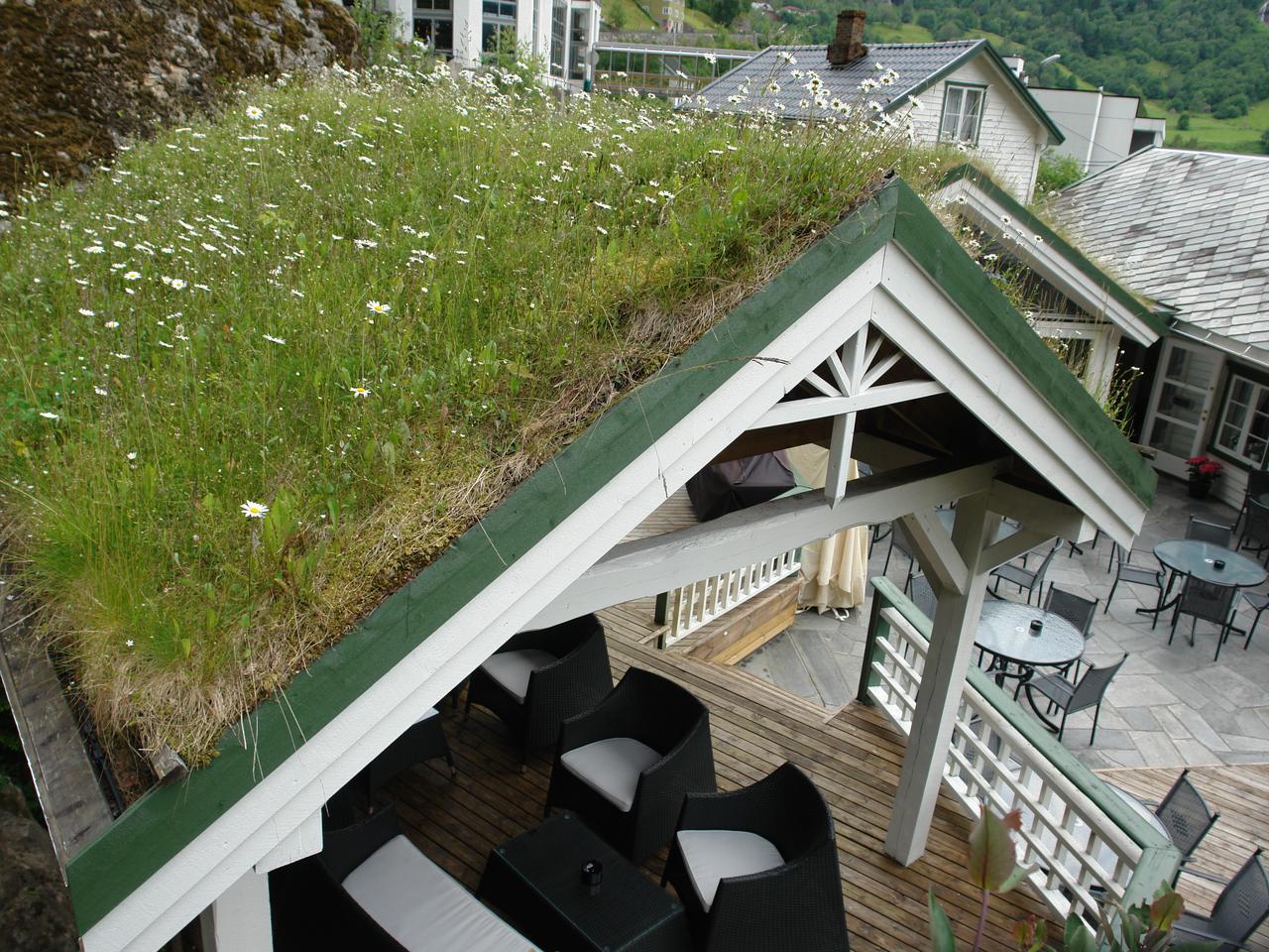 „Ogród nad głową” – zielone dachy i żyjące ściany. Innowacyjny projekt dla gmin