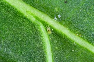 Przędziorek - szkodnik roślin