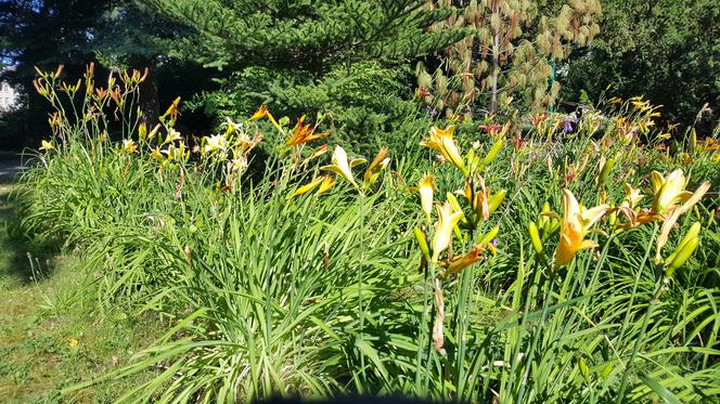 Są kolorowe, pachnące i... smaczne! Ogród Botaniczny zaprasza na jadalne kwiaty