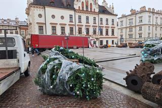Na rzeszowskim Rynku rozpoczął się montaż świątecznej choinki 