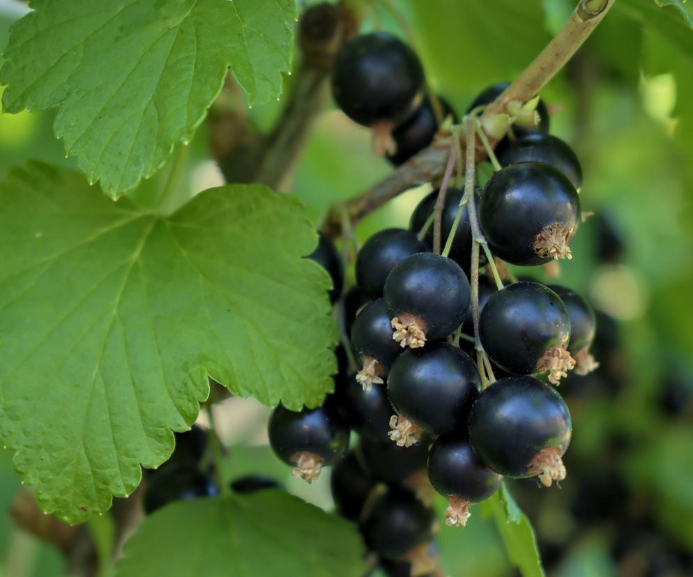 Z pewnością znasz ten owoc. Spalanie tłuszczu szybsze aż o 61 proc.