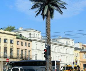 Palma przy rondzie de Gaulle’a w Warszawie 