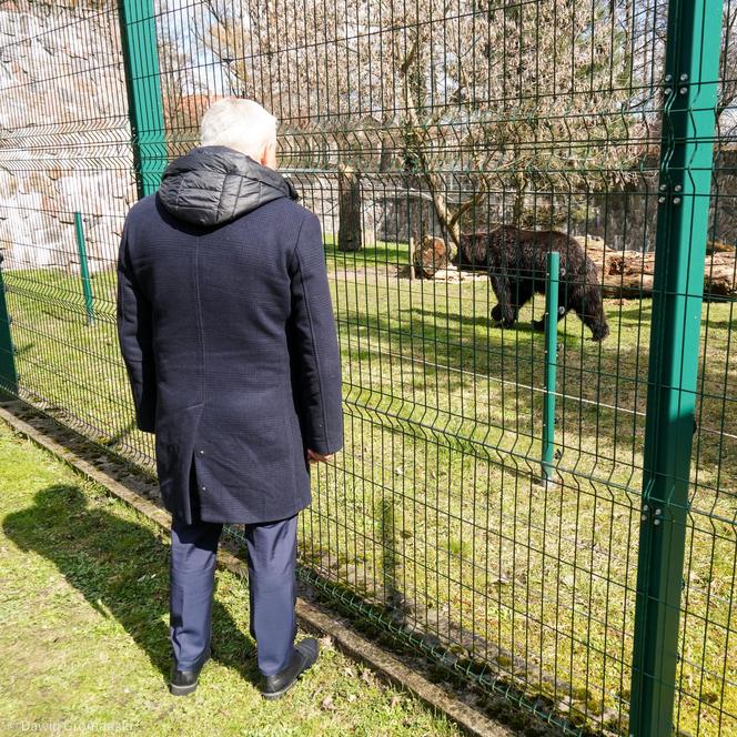 Nowe niedźwiedzie w zoo Akcent w Białymstoku