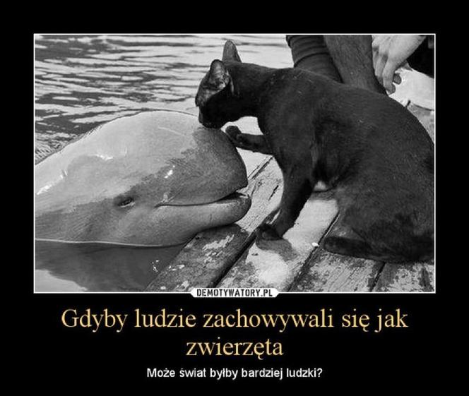 Chcesz poprawić sobie humor? Te memy ze zwierzętami rozbawią cię do łez!