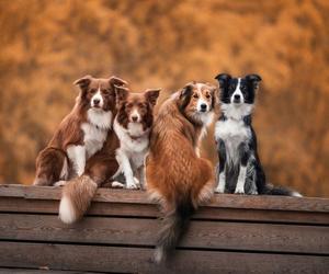 QUIZ Najpiękniejsze rasy psów. Jak dobrze znasz je wszystkie? Quiz dla prawdziwych psiarzy