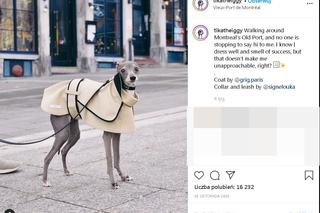 Najmodniejszy pies świata! Te psie kreacje szokują