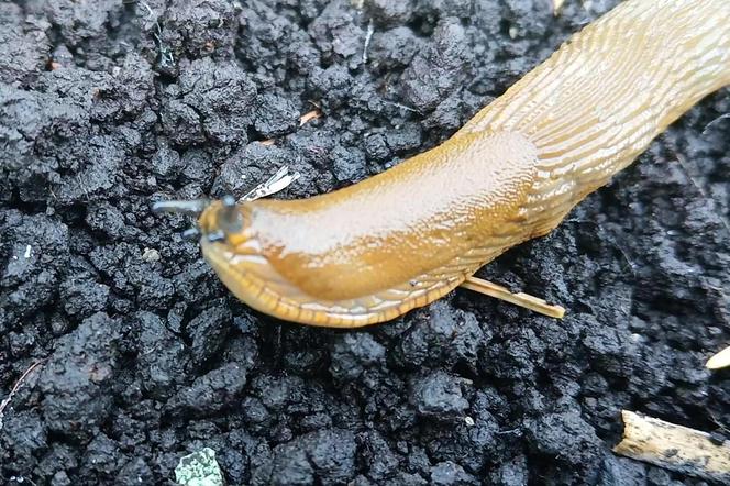 Budzą obrzydzenie i są utrapieniem ogrodników. Ślimaki sieją spustoszenie