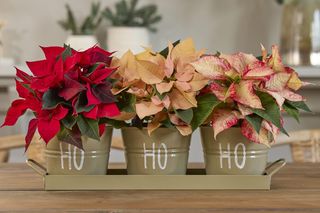 Niech gwiazda betlejemska błyszczy w naszych domach! Najlepsze porady dotyczące pielęgnacji poinsecji